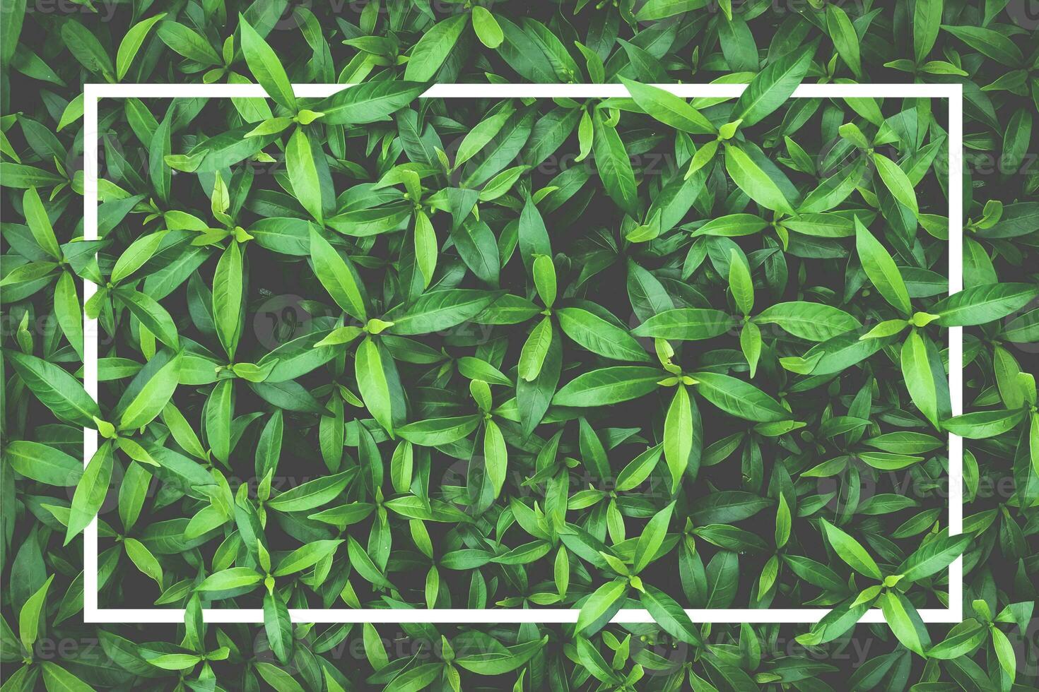 Nature background image concept. white frame and leaves in nature for background photo