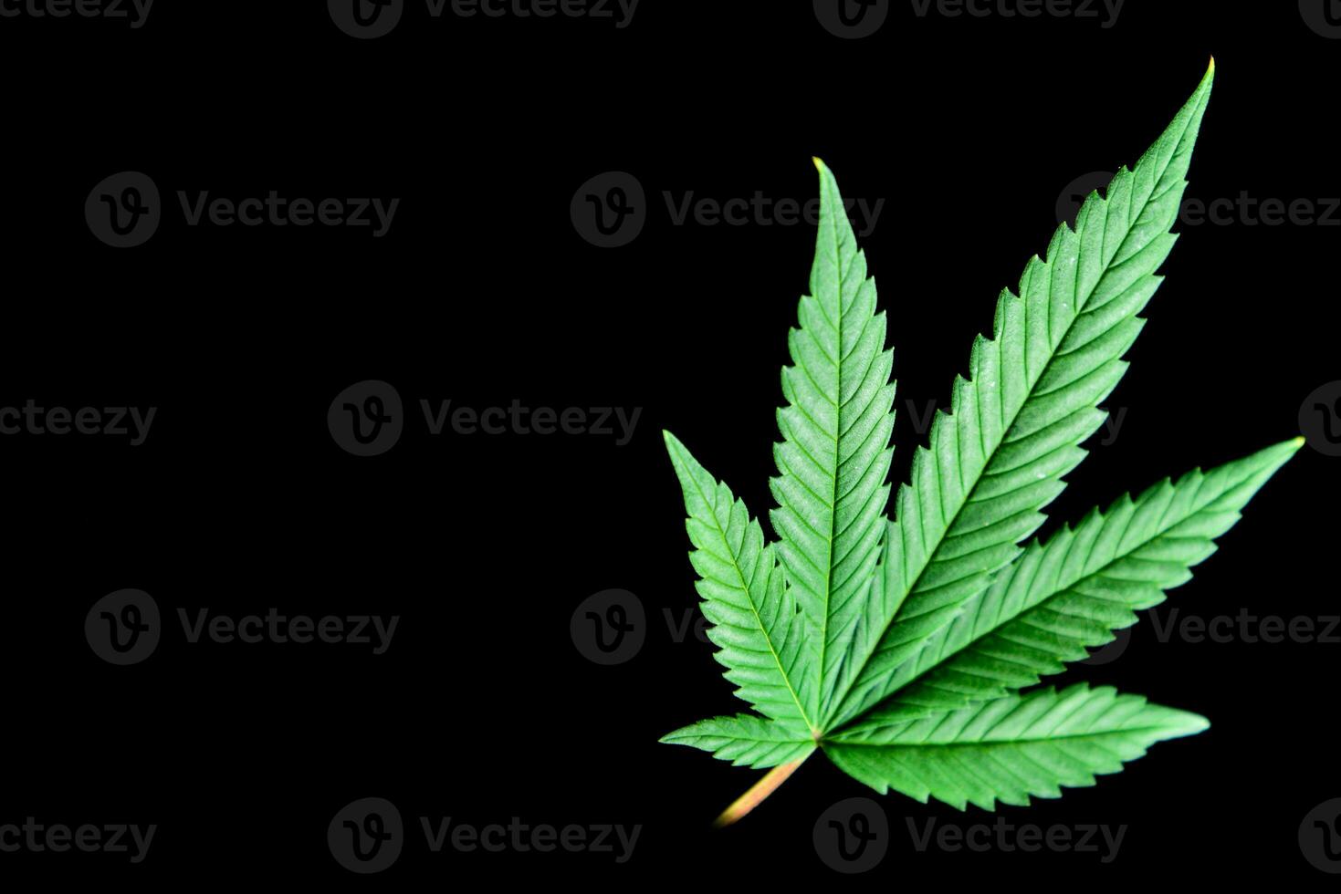 cannabis leaves on a black background for easy work photo
