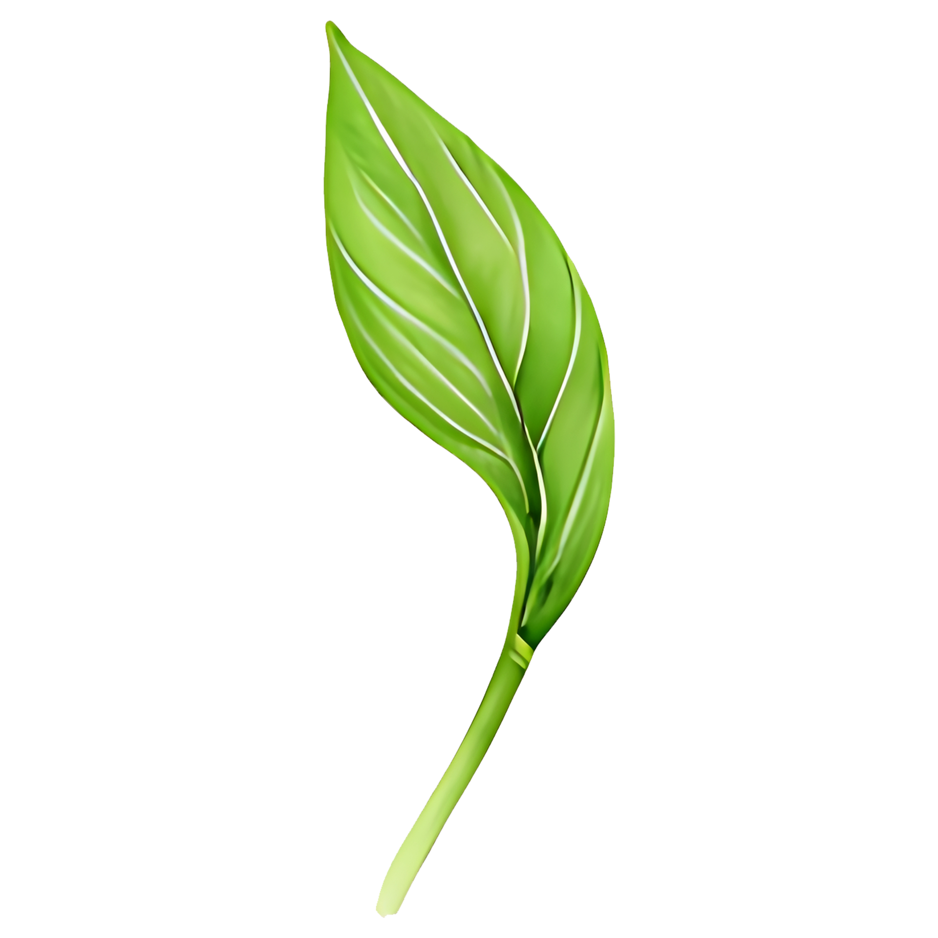 AI generated Matcha green tea leaf, PNG file, A green leaf on a