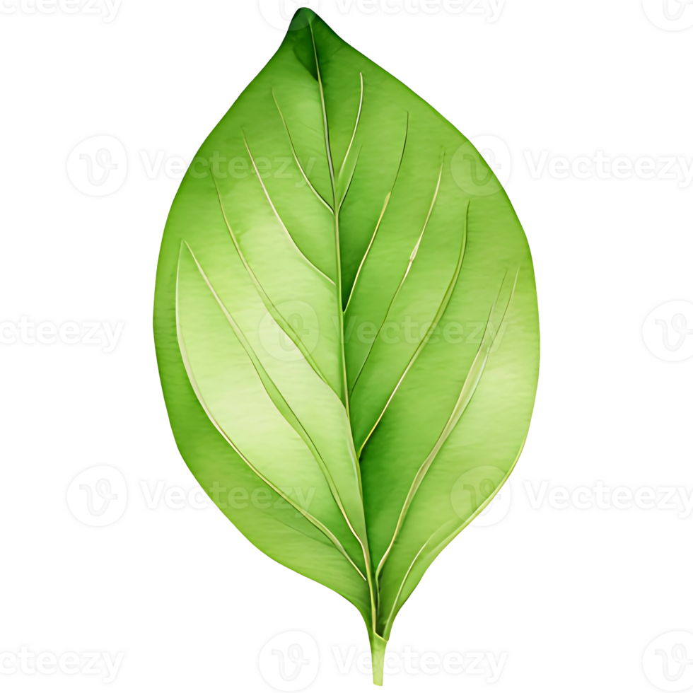AI generated Matcha green tea leaf, PNG file, a green leaf on a transparent background
