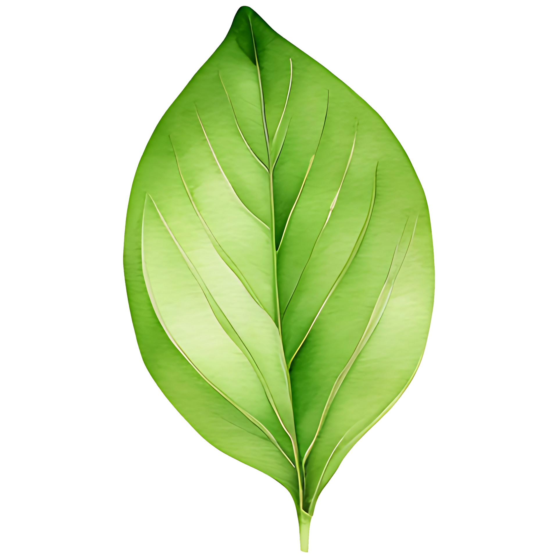 AI generated Matcha green tea leaf, PNG file, a green leaf on a
