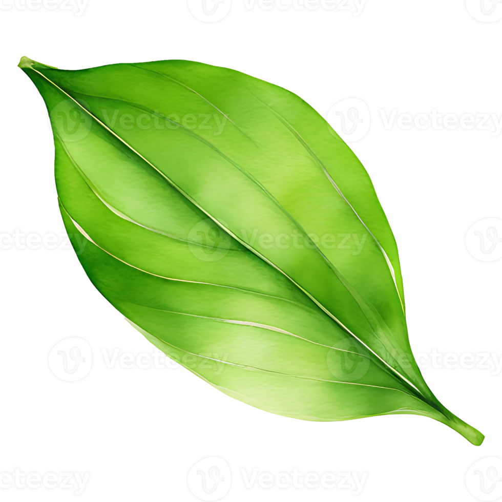 AI generated Matcha green tea leaf, PNG file, A green leaf on a transparent background