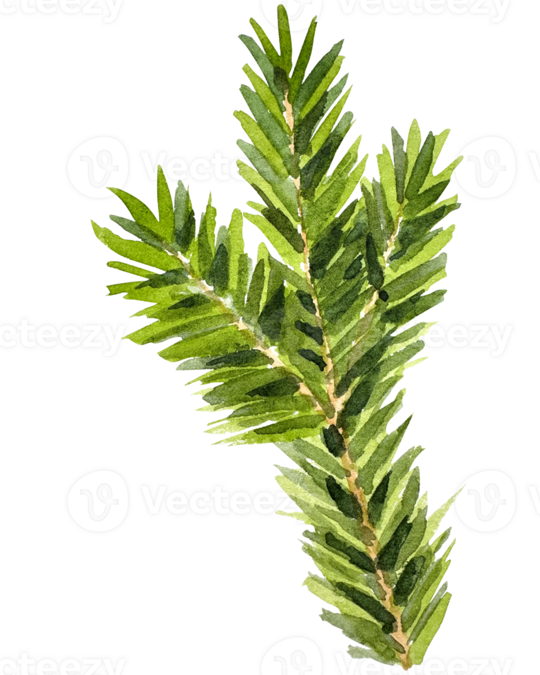 Watercolor Christmas branch. Hand drawn botanical element. Watercolor spruce branches. Realistic branches of green pine. branch with needles. png