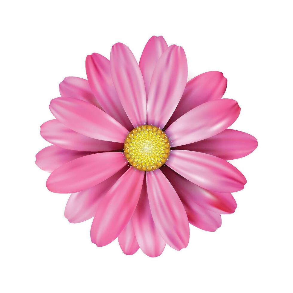 Vector a pink sunflower on white background