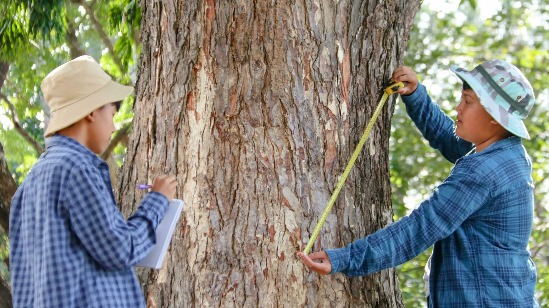 Young Asian boys are using a measure tape to measure a tree in a local park, soft and selective focus photo