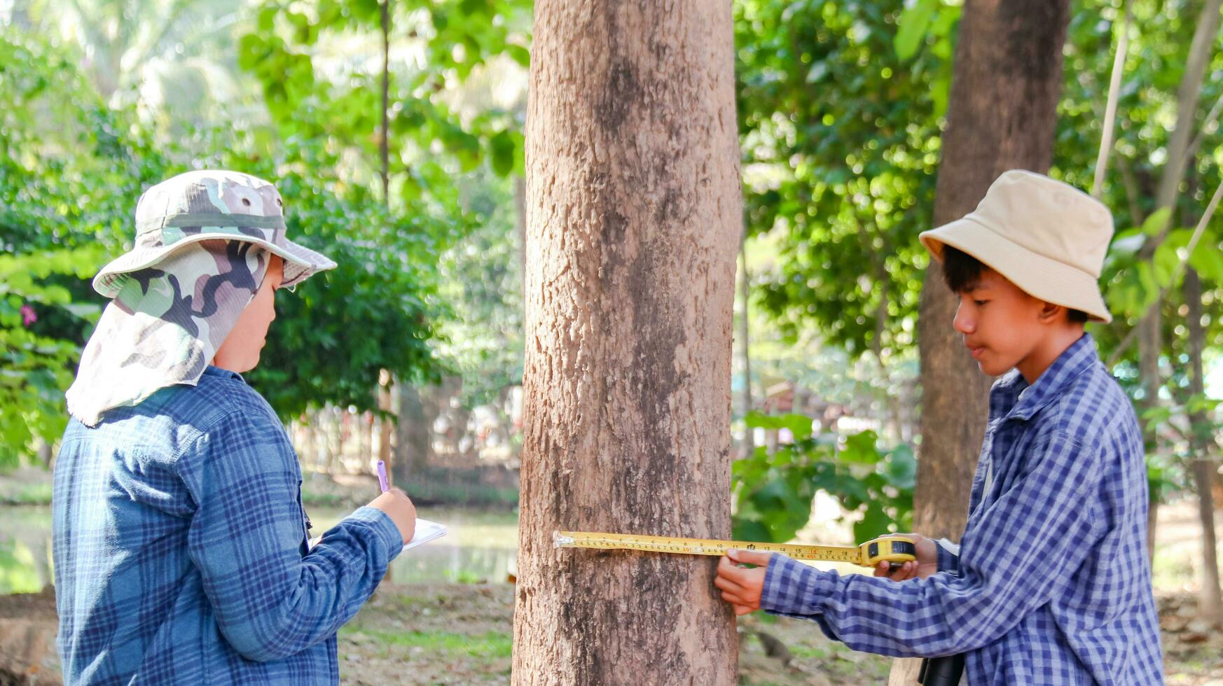 Young Asian boys are using a measure tape to measure a tree in a local park, soft and selective focus photo