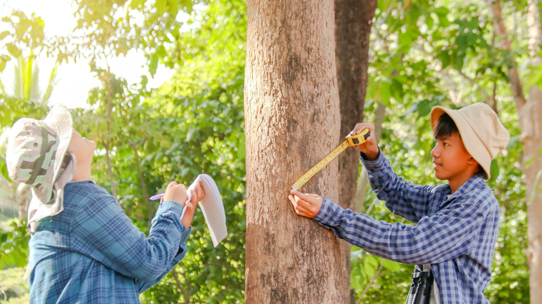 Young Asian boys are using a measure tape to measure a tree in a local park, soft and selective focus photo