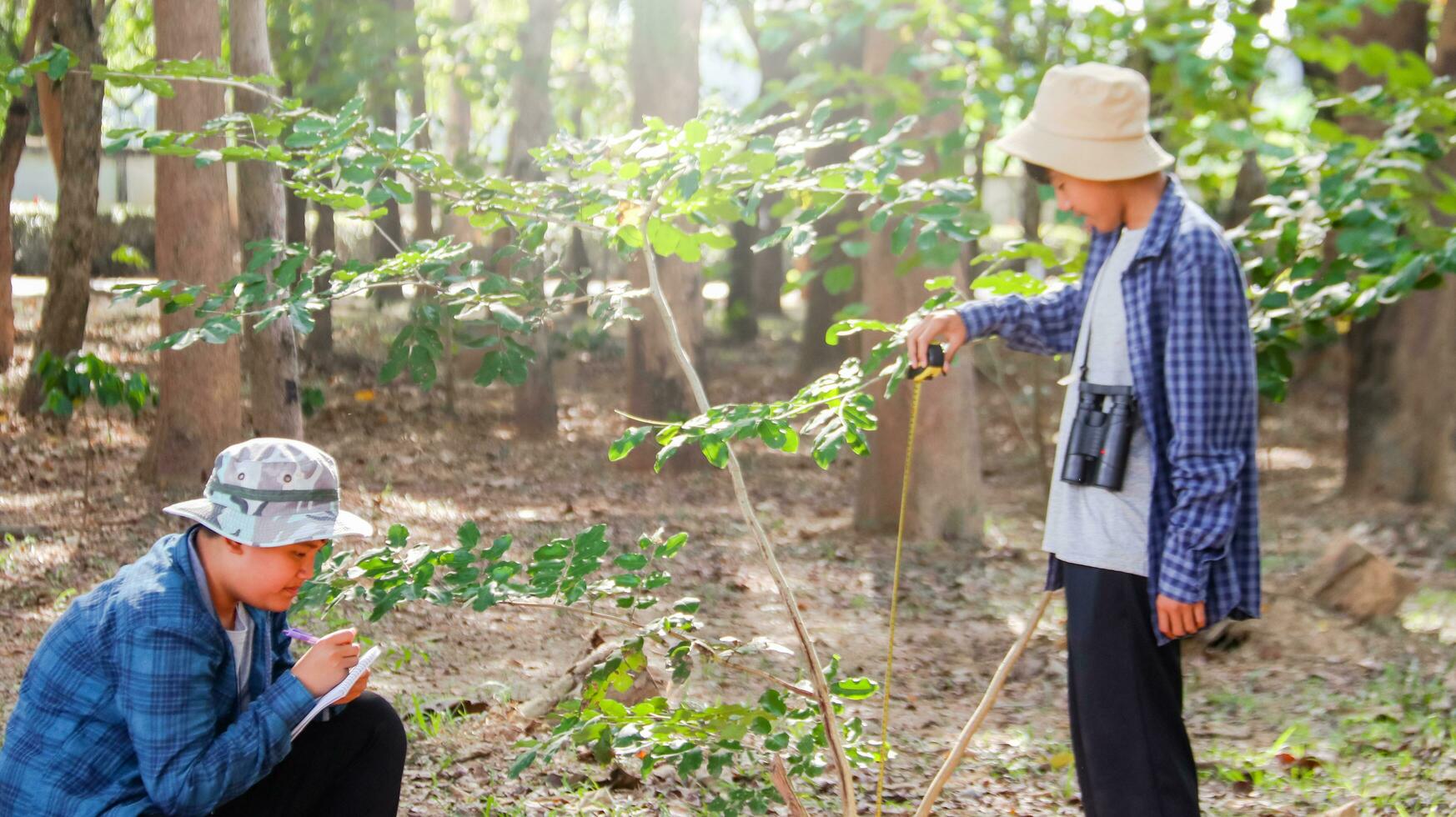 Young Asian boys are using a measure tape to measure a tree in a local park, soft and selective focus photo