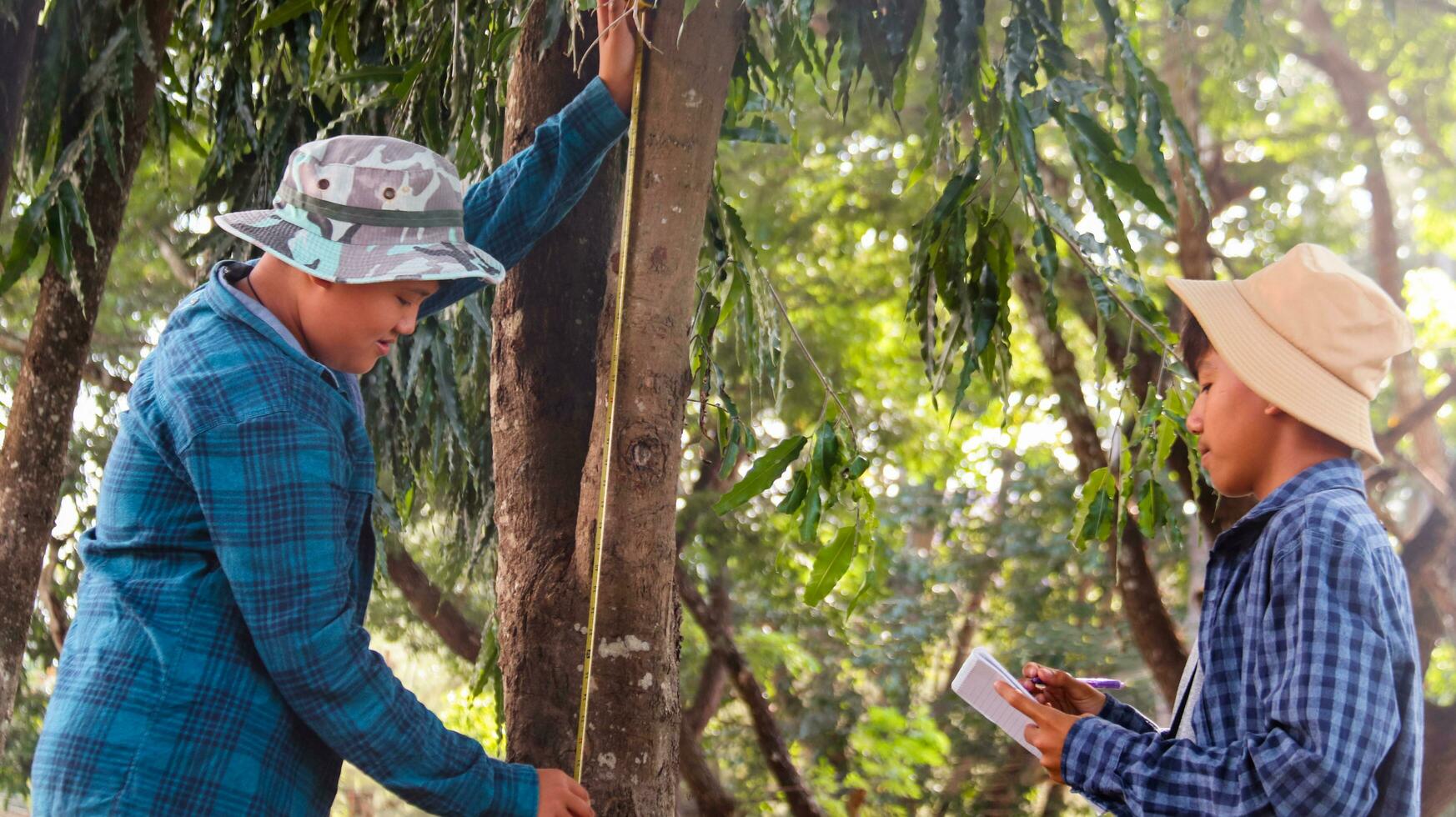Young Asian boys are using a measure tape to measure a tree in a local park, soft and selective focus photo