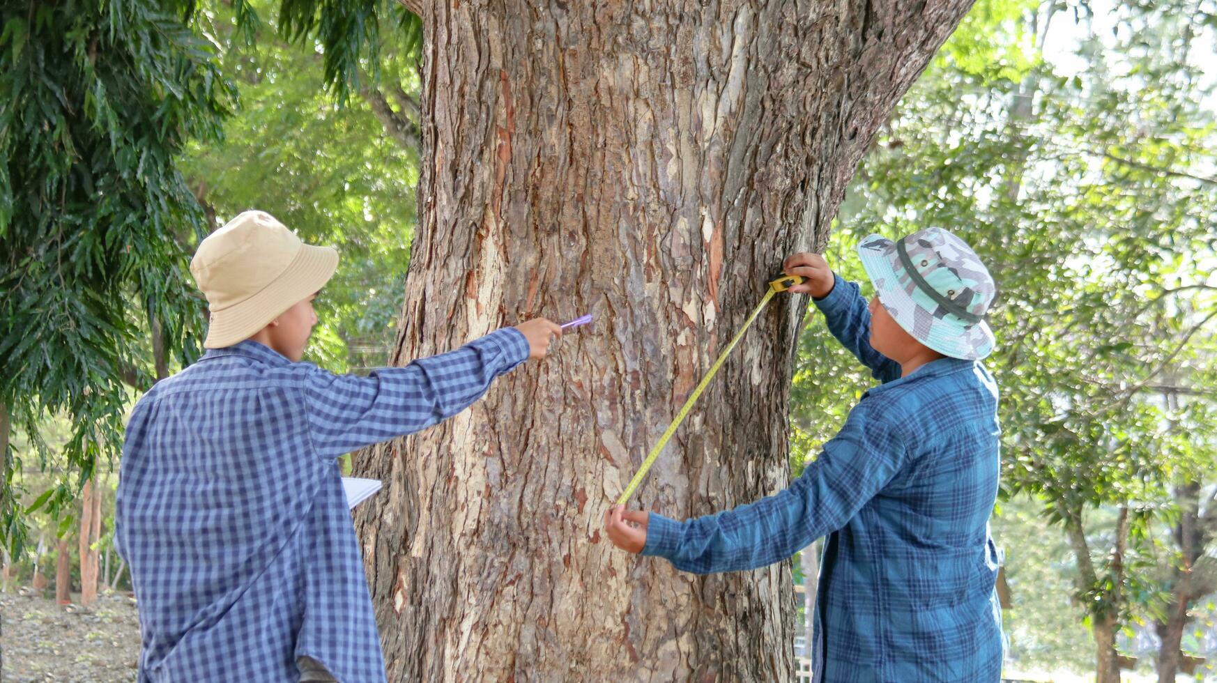 Young Asian boys are using a measure tape to measure a tree in a local park, soft and selective focus photo