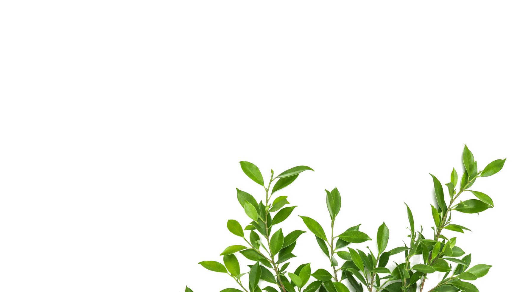 Isolated tree branches on white background photo