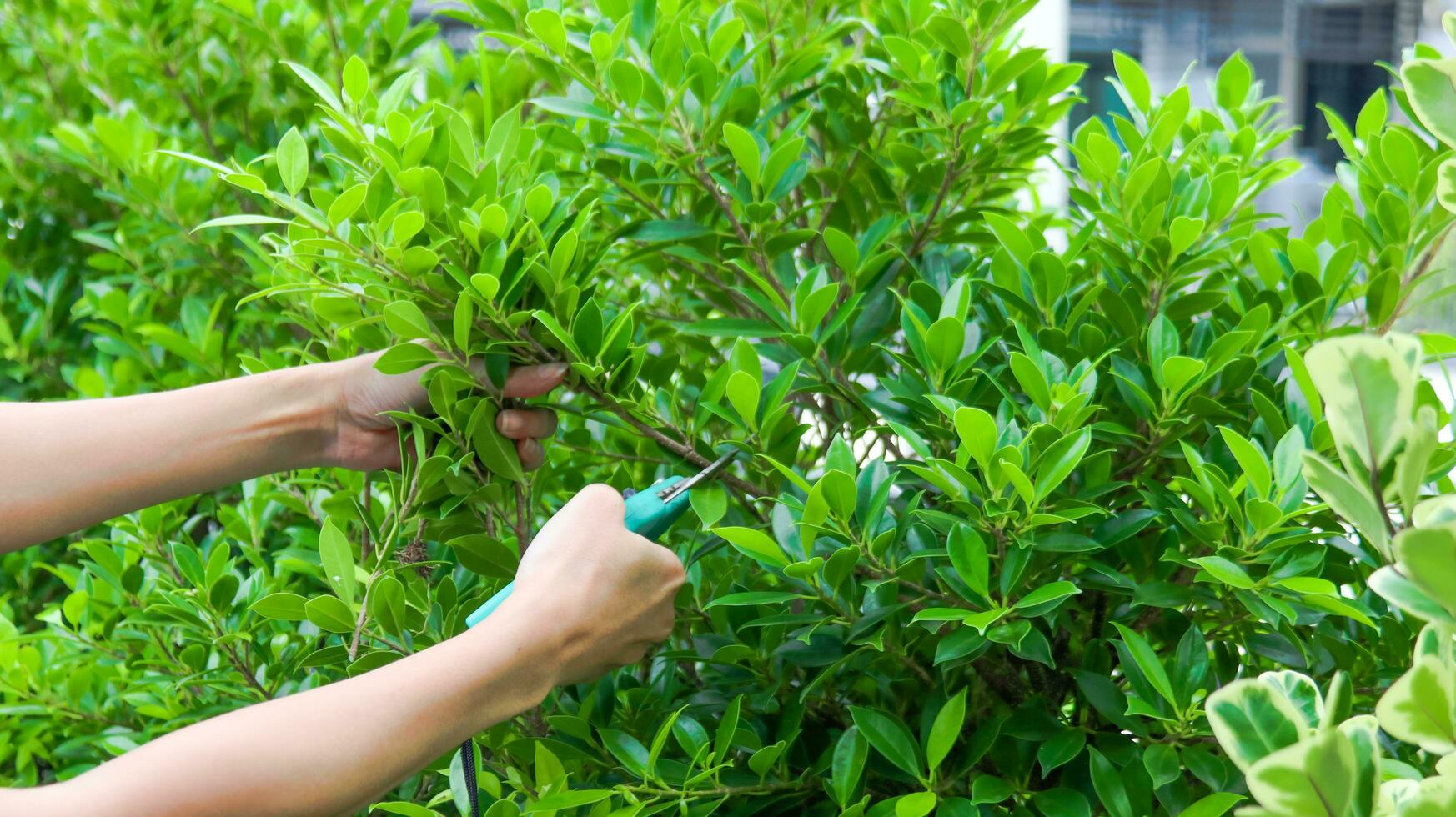 Hands holding pruning shears trimming trees photo