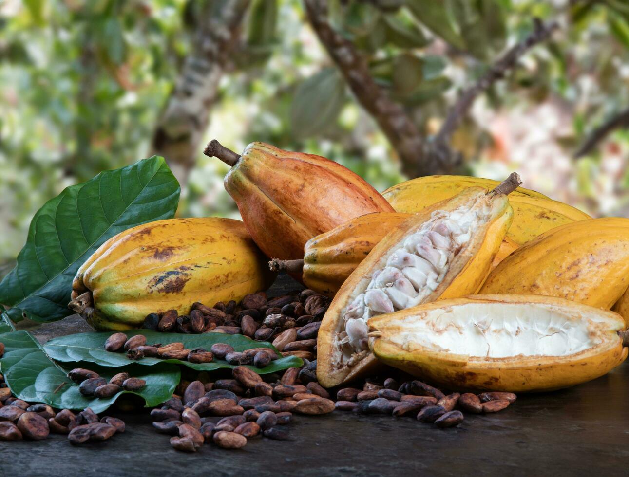Cut cocoa fruits and raw cocoa beans with defocused cocoa plantation in the background. photo