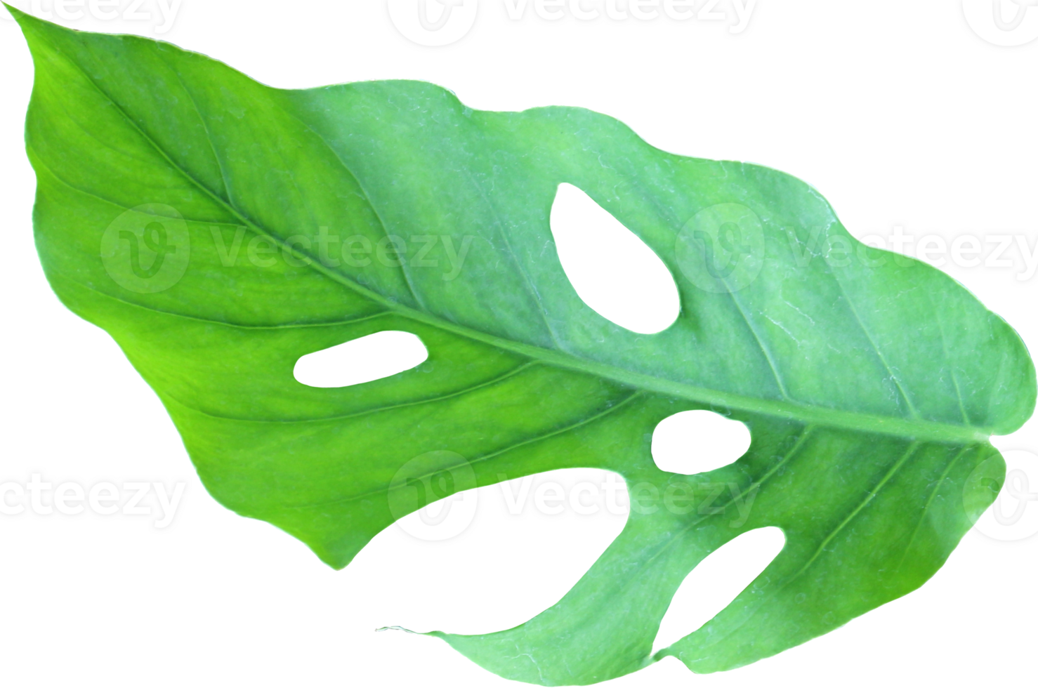 tropical jungle monstera leaves , Swiss Cheese leaf tree isolated on transparent background png file