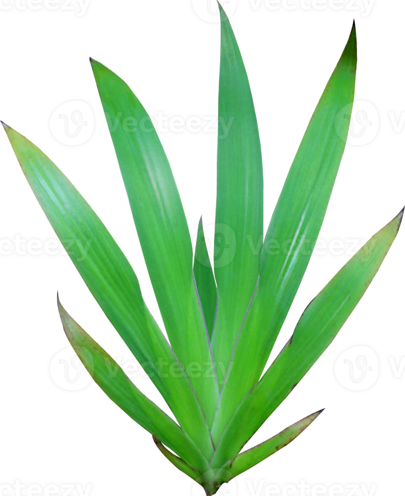 tropical nature green lily leaf on transparent background png file