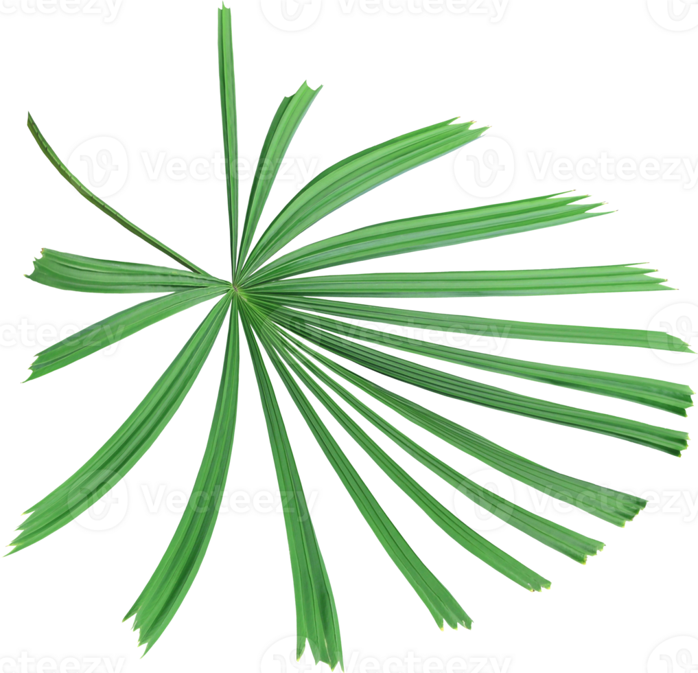 tropical nature green palm leaf on transparent background png file ,chinese windmill