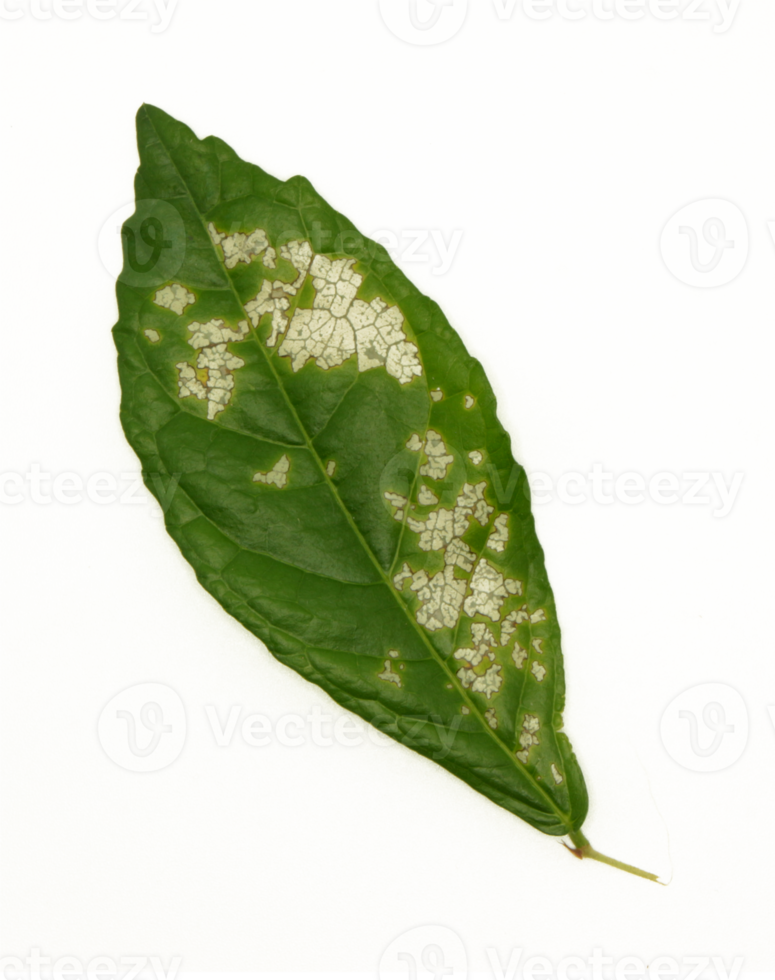 leaf disease. holey leaf spot. leaf of a diseased plant on transparent background png fie