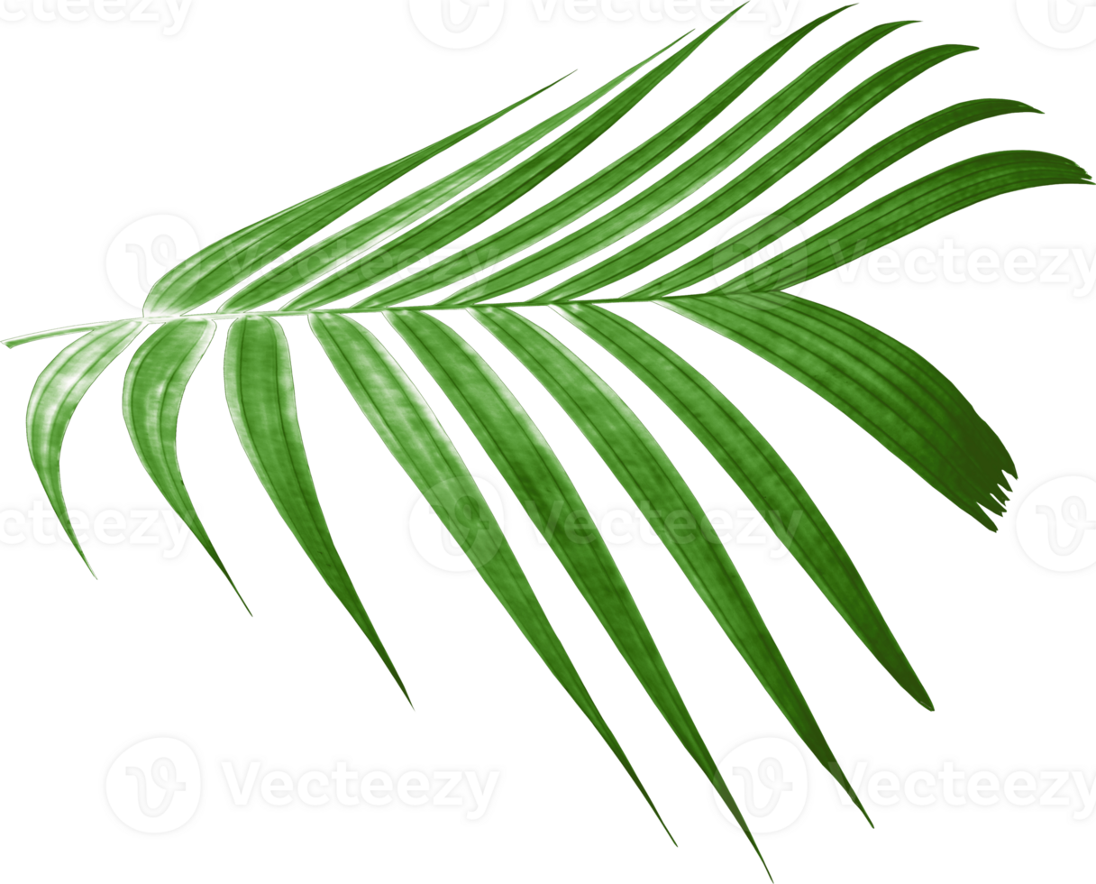 green palm leaf on transparent background png file