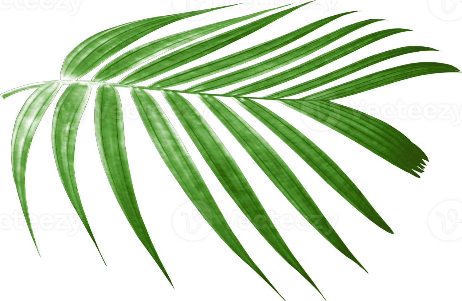 green palm leaf on transparent background png file