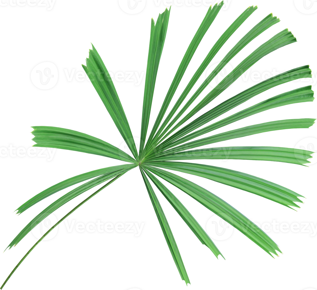 tropical nature green palm leaf on transparent background png file ,chinese windmill