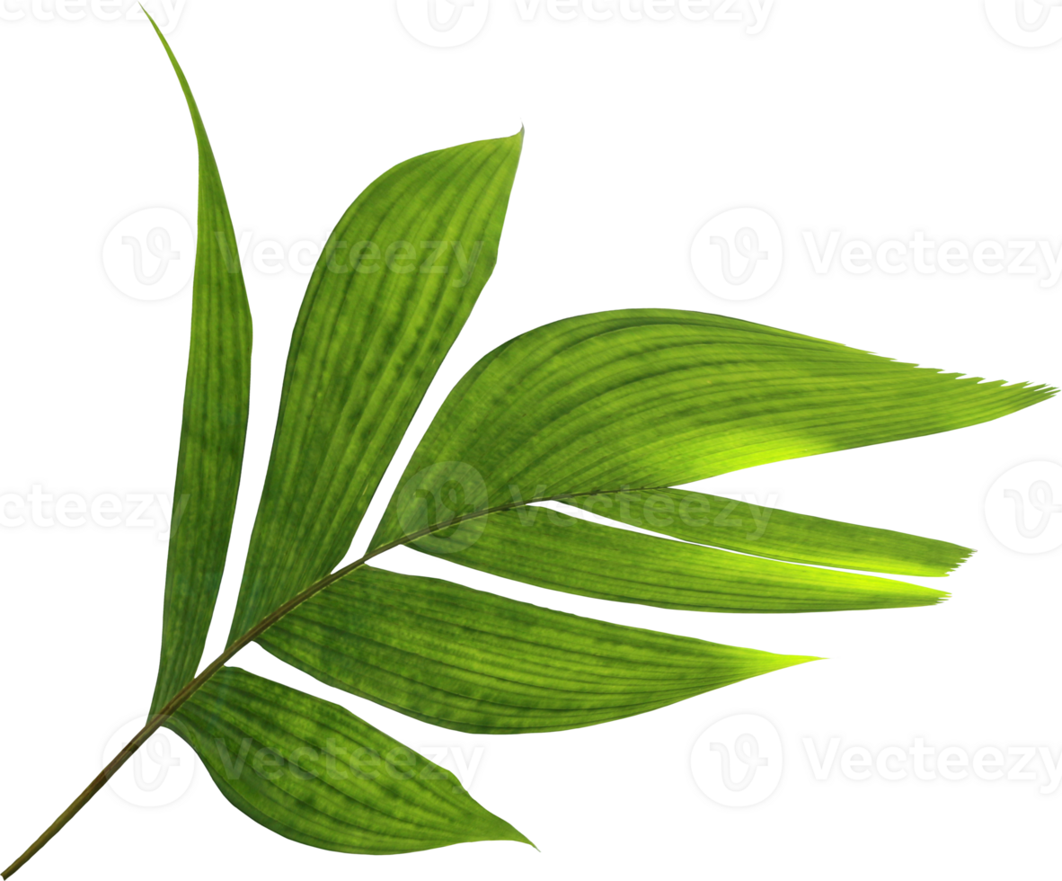 tropical nature green palm leaf on transparent background png file