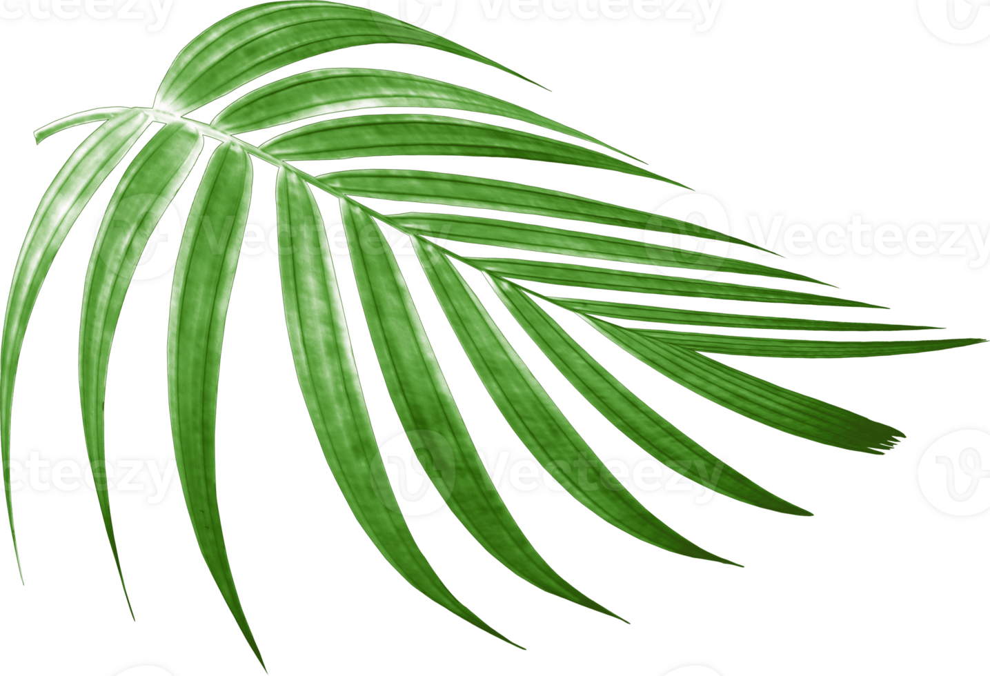 green palm leaf on transparent background png file