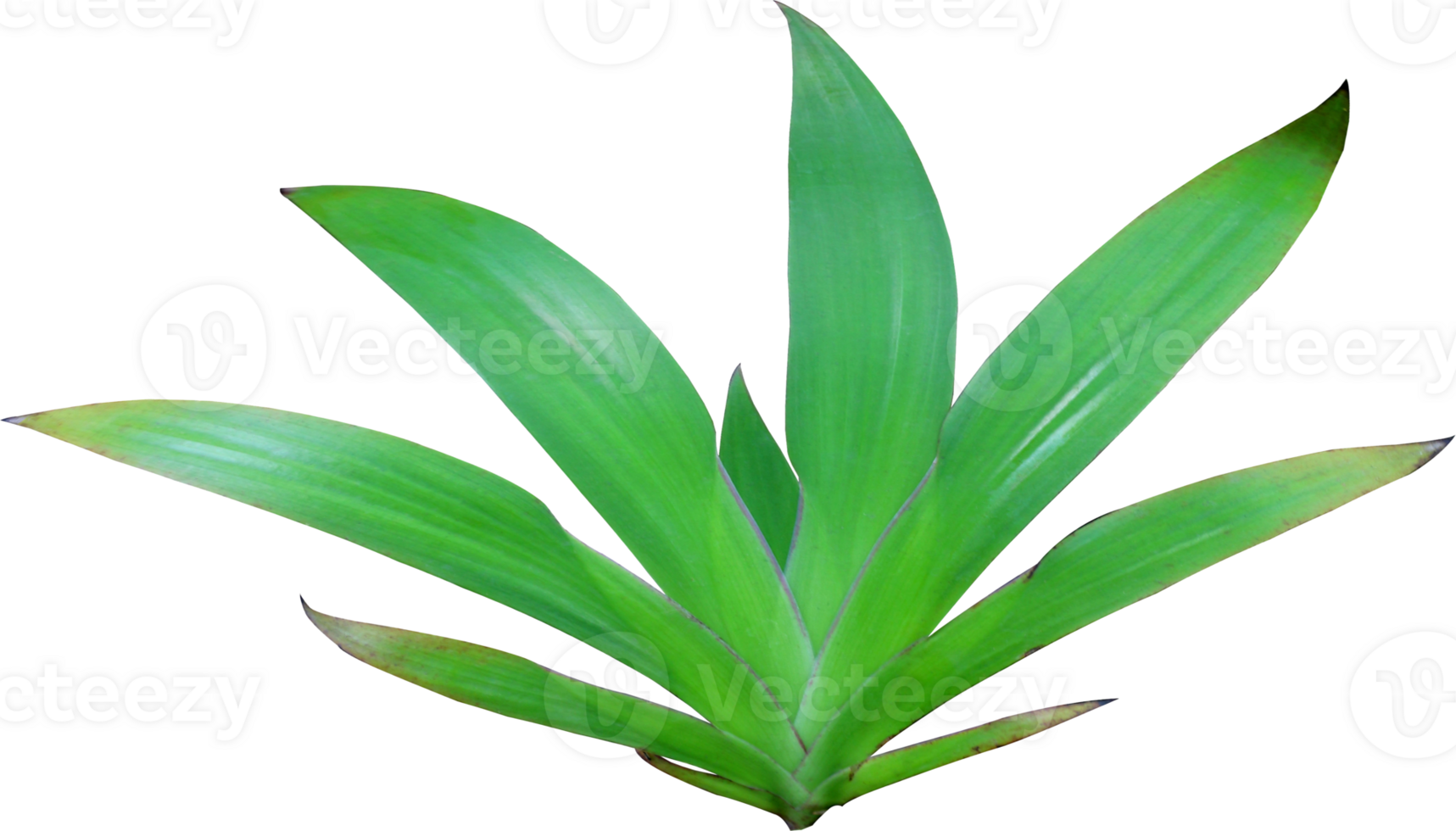 green lily leaf on transparent background png file