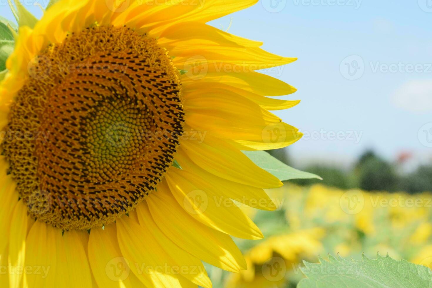 un grande girasol es en un campo foto