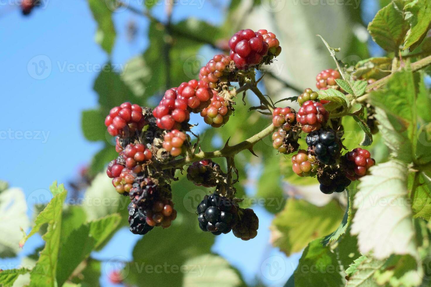 moras en un árbol con verde hojas foto