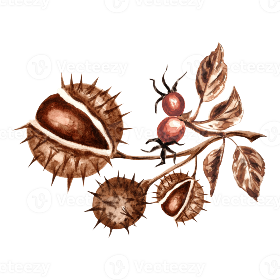 Watercolor chestnuts with rosehip branch in brown. Template isolated illustration of autumn chestnut round spiky fruits in peel. Hand drawing for invitations and cards, packaging and textile, sticker png