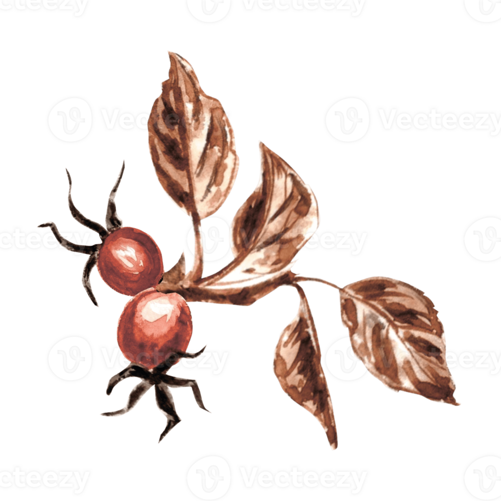 Watercolor rosehip branch with red berries and brown leaves. Template isolated illustration of autumn Dog rose. Hand drawn for invitations and cards, printing on packaging and textile, making sticker png