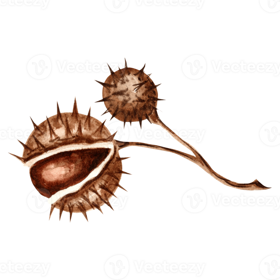Watercolor autumn chestnut with round spiky fruits in peel brown. Template isolated illustration of chestnut seeds. Hand drawing of invitations and cards, printing on packaging and textiles, stickers png