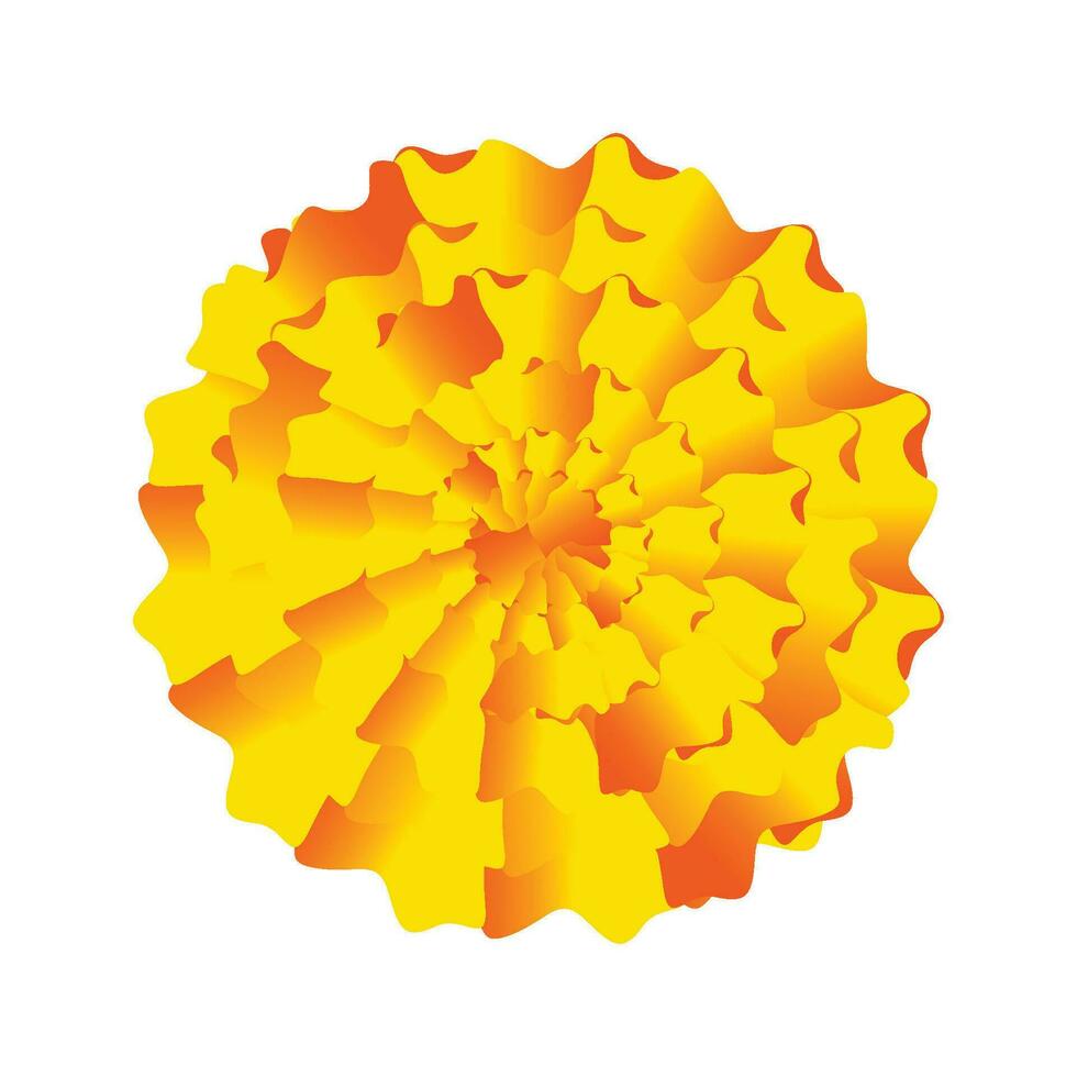 Vector illustration of yellow marigold flower