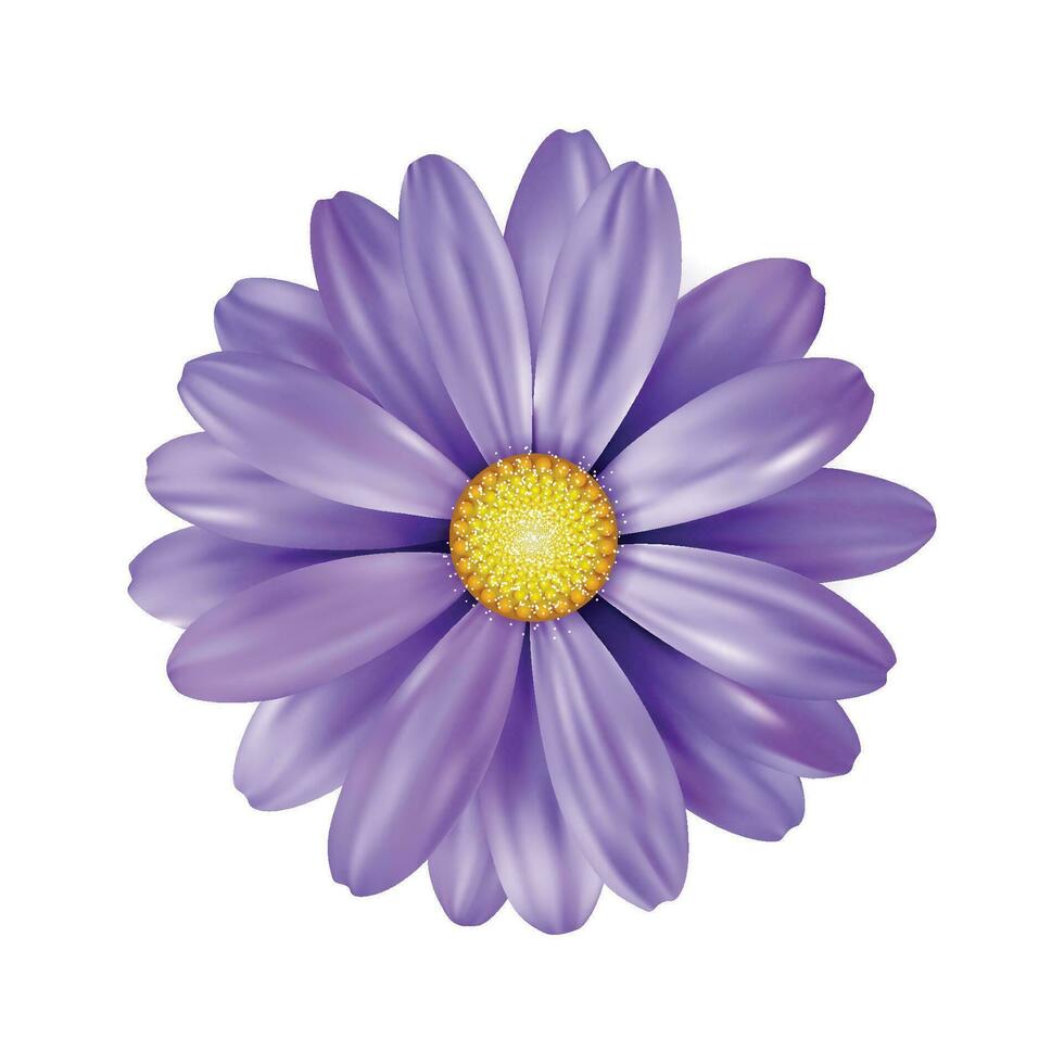 Vector a purple sunflower on white background