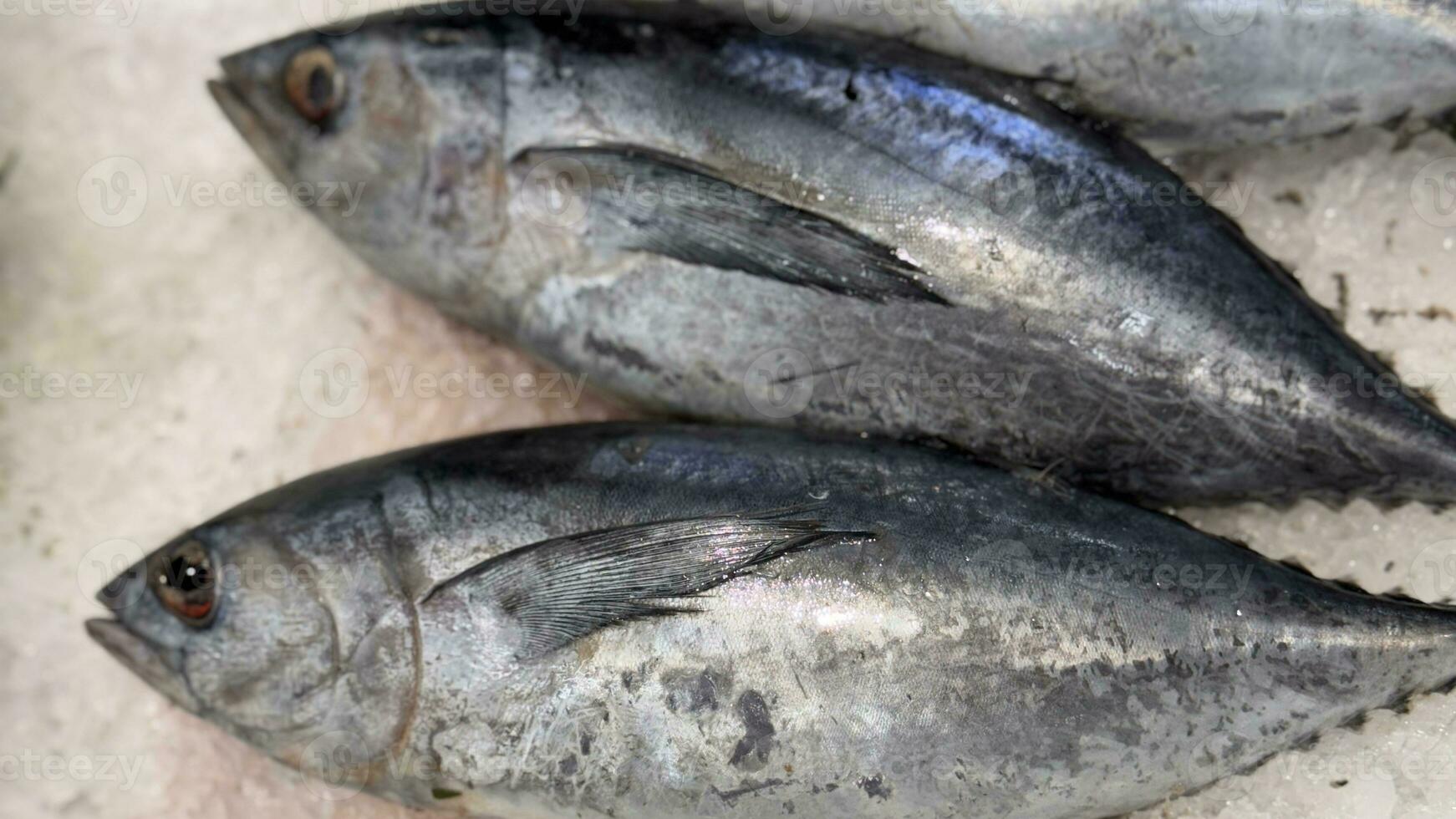 Tuna Mackerel fish fresh in the ice, local produce fish, japanese katsuo fish, or bonito tuna or cakalang or tongkol photo