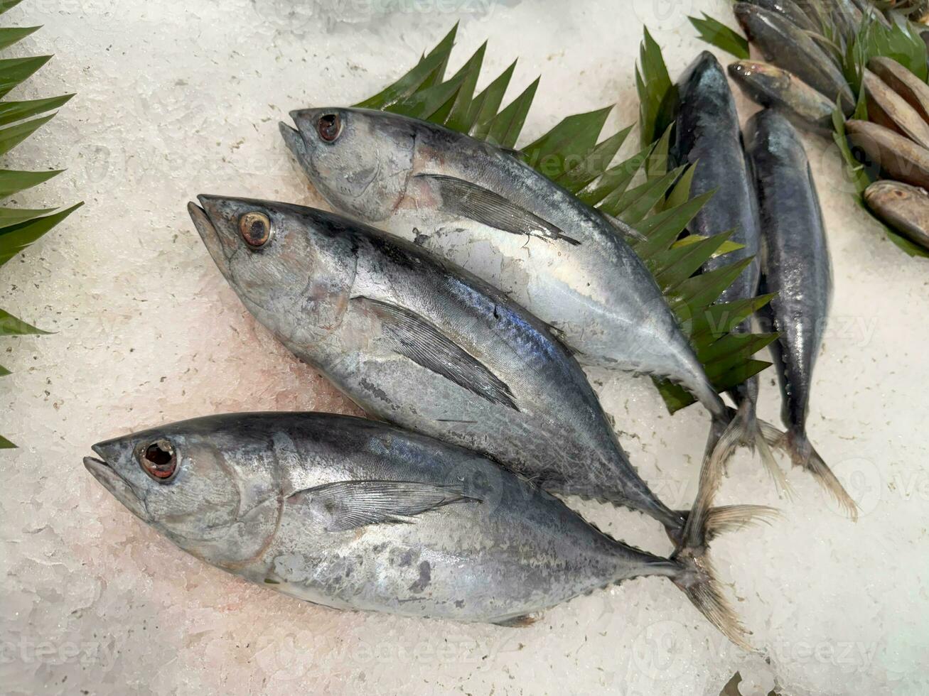 atún caballa pescado Fresco en el hielo, local Produce pez, japonés katsuo pez, o bonito atún o cakalang o tongkol foto