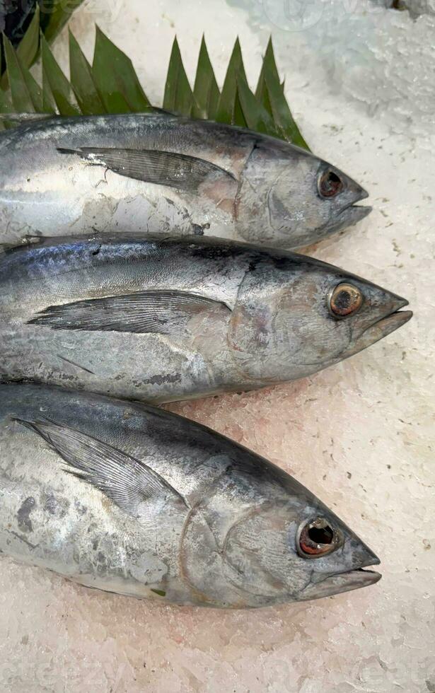 atún caballa pescado Fresco en el hielo, local Produce pez, japonés katsuo pez, o bonito atún o cakalang o tongkol foto