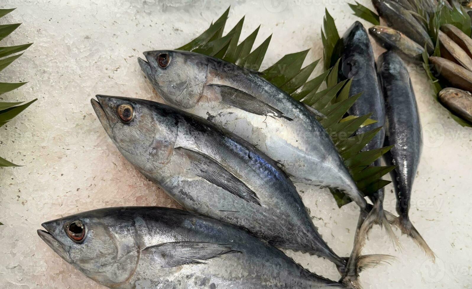 atún caballa pescado Fresco en el hielo, local Produce pez, japonés katsuo pez, o bonito atún o cakalang o tongkol foto
