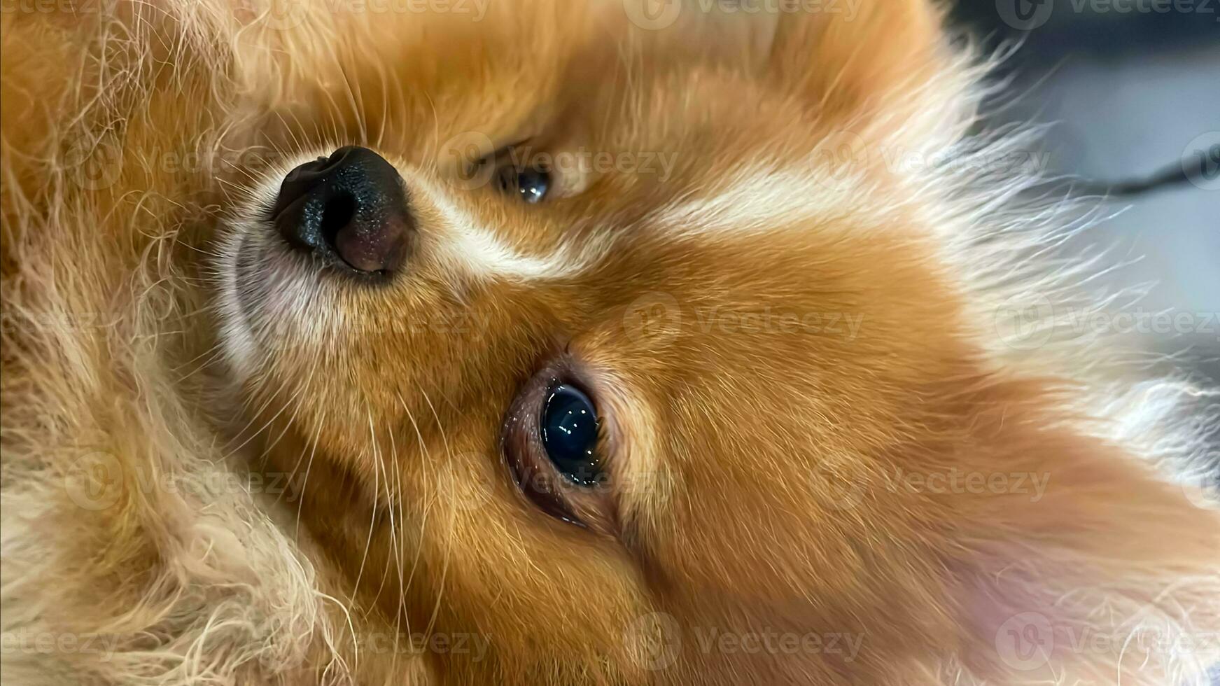 Pomeranian Spitz dog cute lovely pose smiling fluffy Pomerania spitz with rounded face, very happy good for background content photo