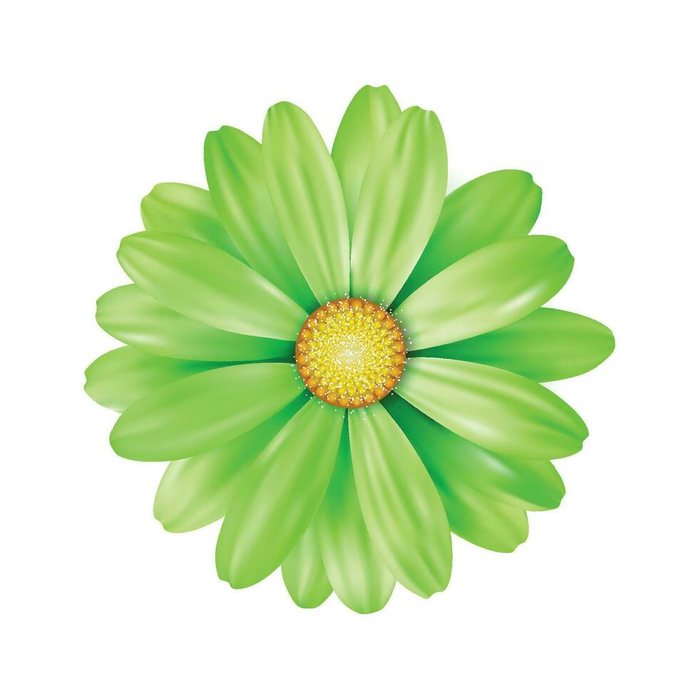 Vector a green sunflower on white background