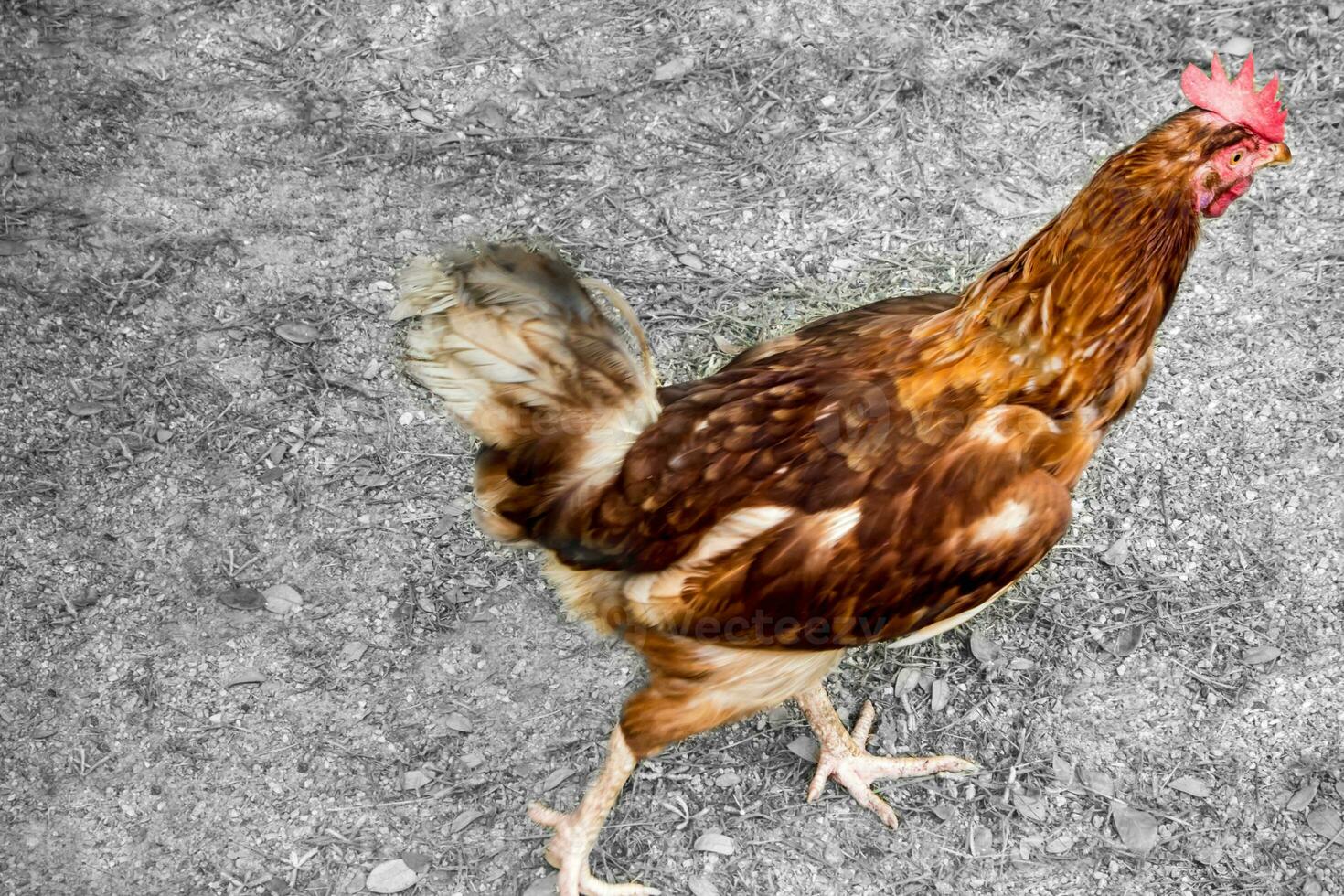 Red Hen Walking on the ground photo