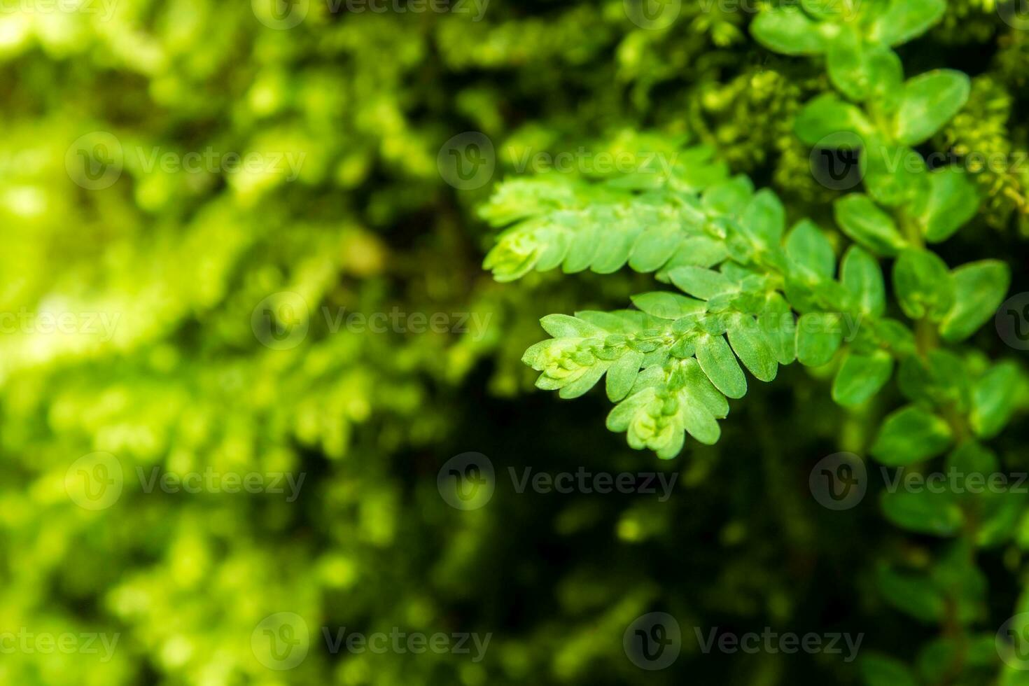Freshness green leaf of Selaginella involvens fern photo