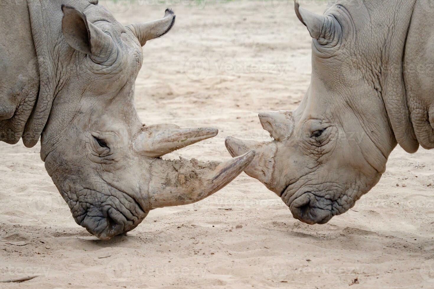 Southern white rhinoceros. Critically endangered animal species. photo