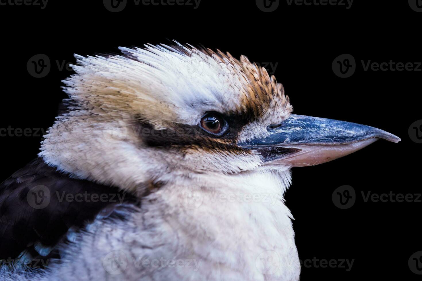 Side view of a laughing kookaburra, dacelo novaeguineae. Portrait of a laughing kookaburra isolated on black background. photo