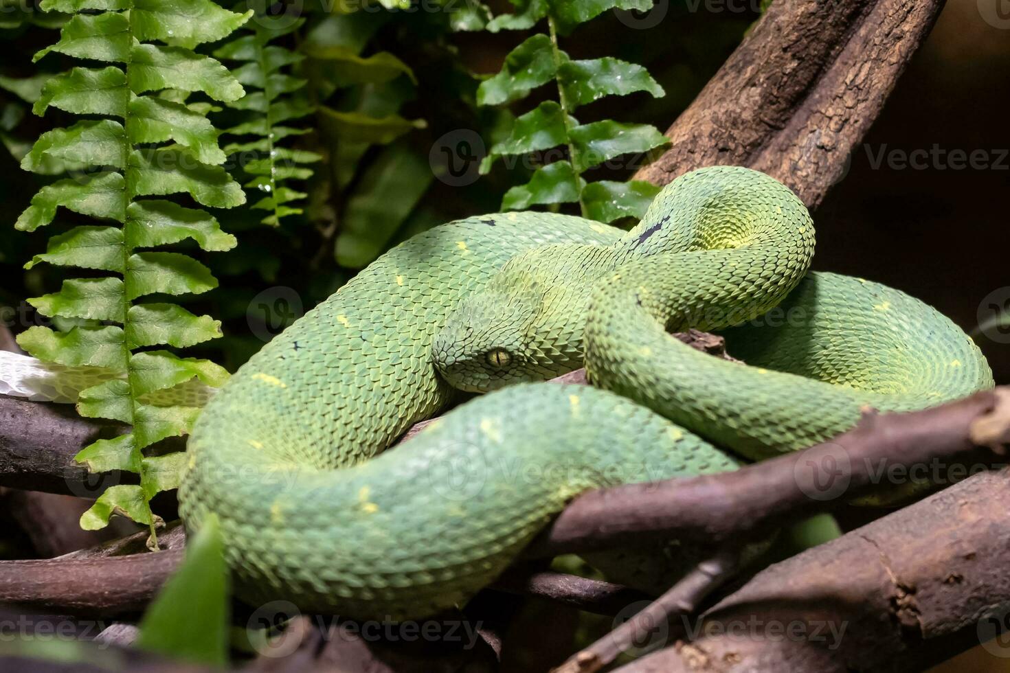 venenoso arbusto víbora, atheris squamigera en árbol foto