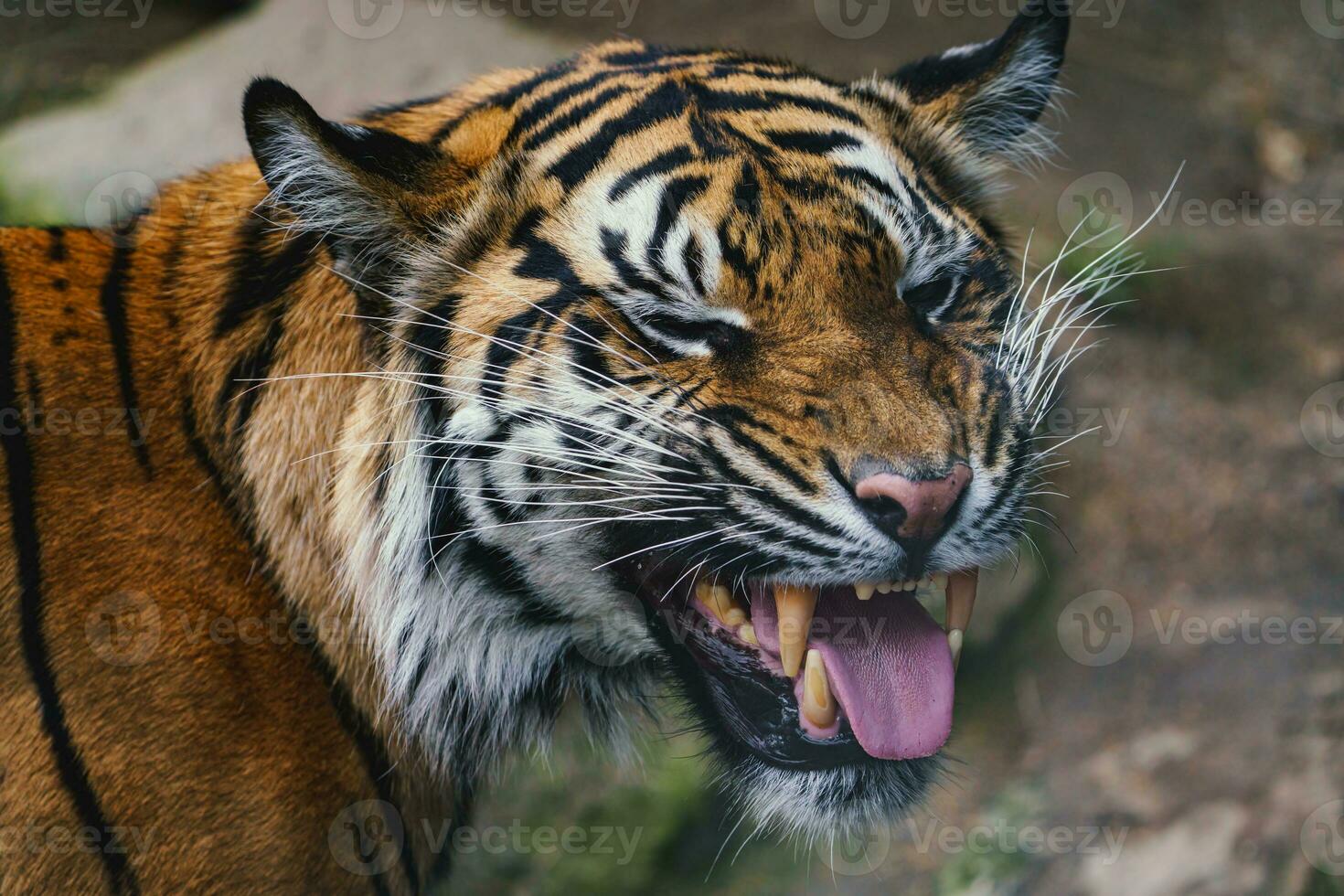 Front view of Sumatran tiger. Portrait of Sumatran tiger photo
