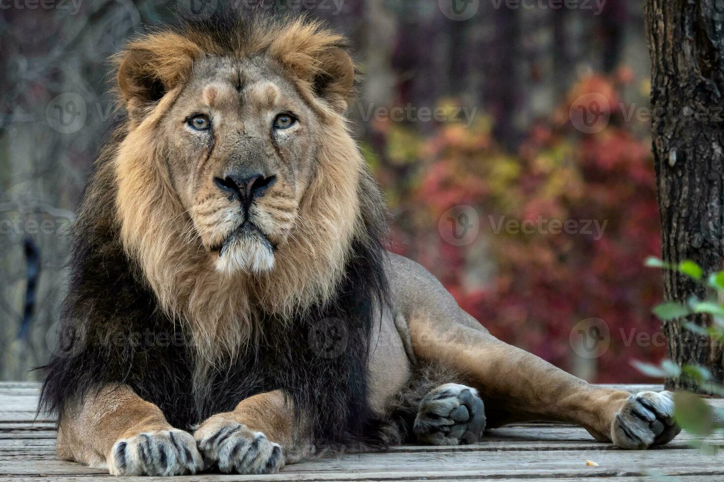 Asiatic lion, Panthera leo persica. A critically endangered species. photo