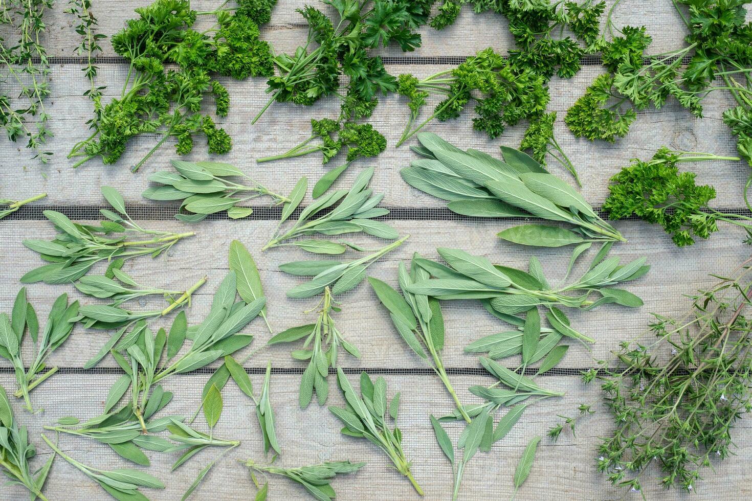 Drying fresh herbs and greenery for spice food on wooden desk background. Top view pattern photo
