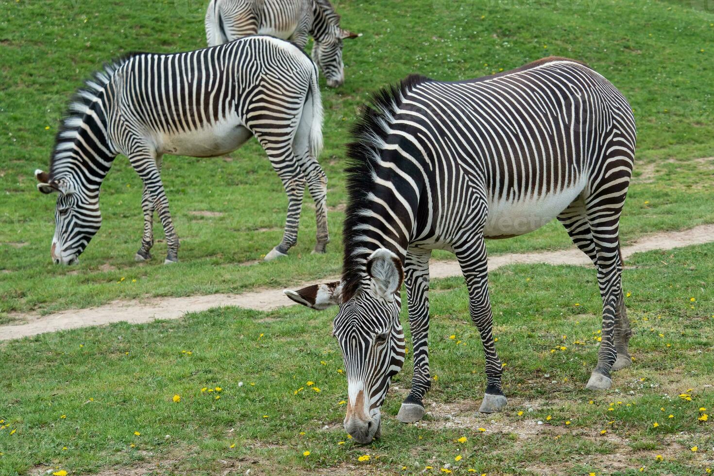 Herd of The Grevy's zebra grazing on green grass photo