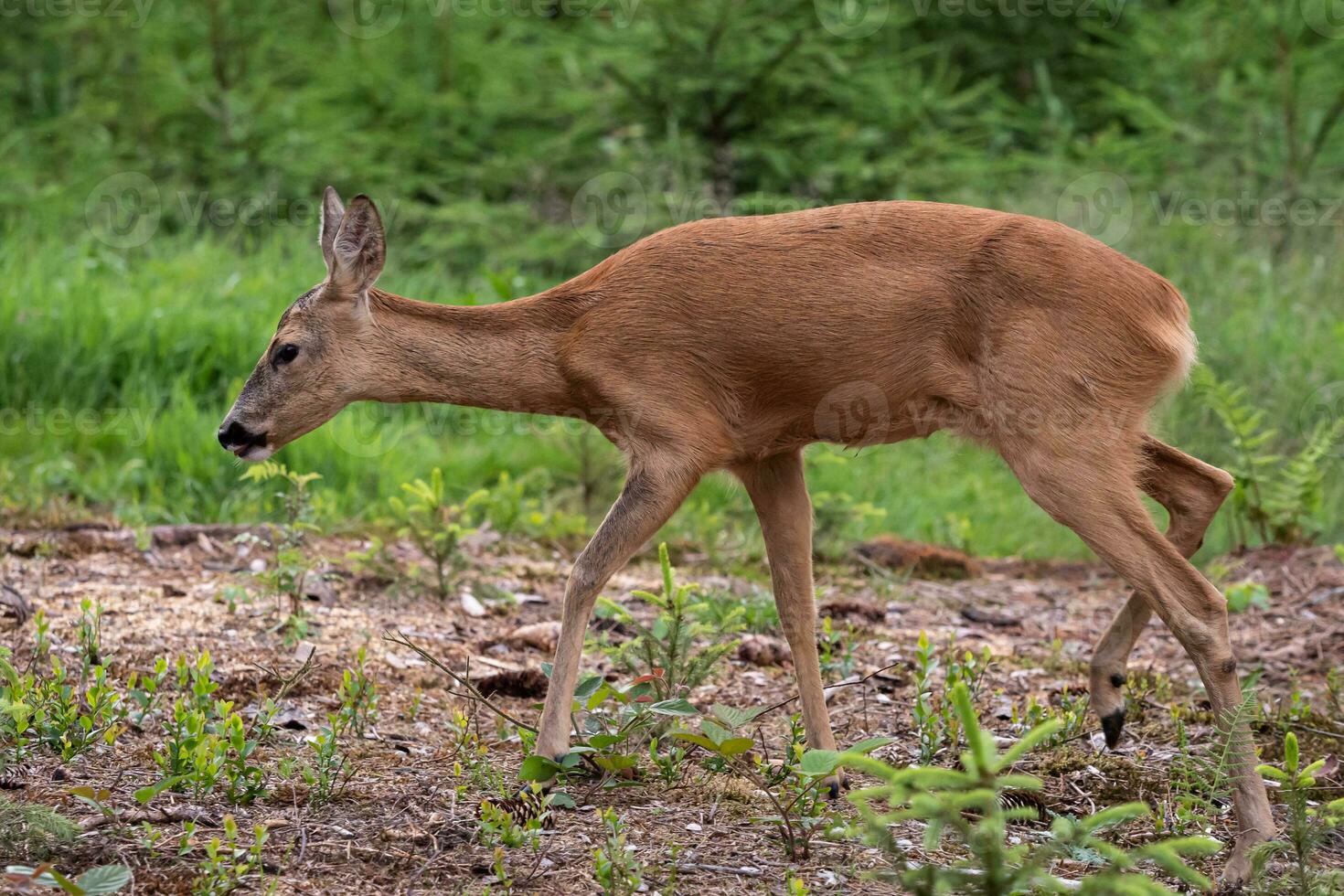 Roe deer in forest, Capreolus capreolus. Wild roe deer in nature. photo